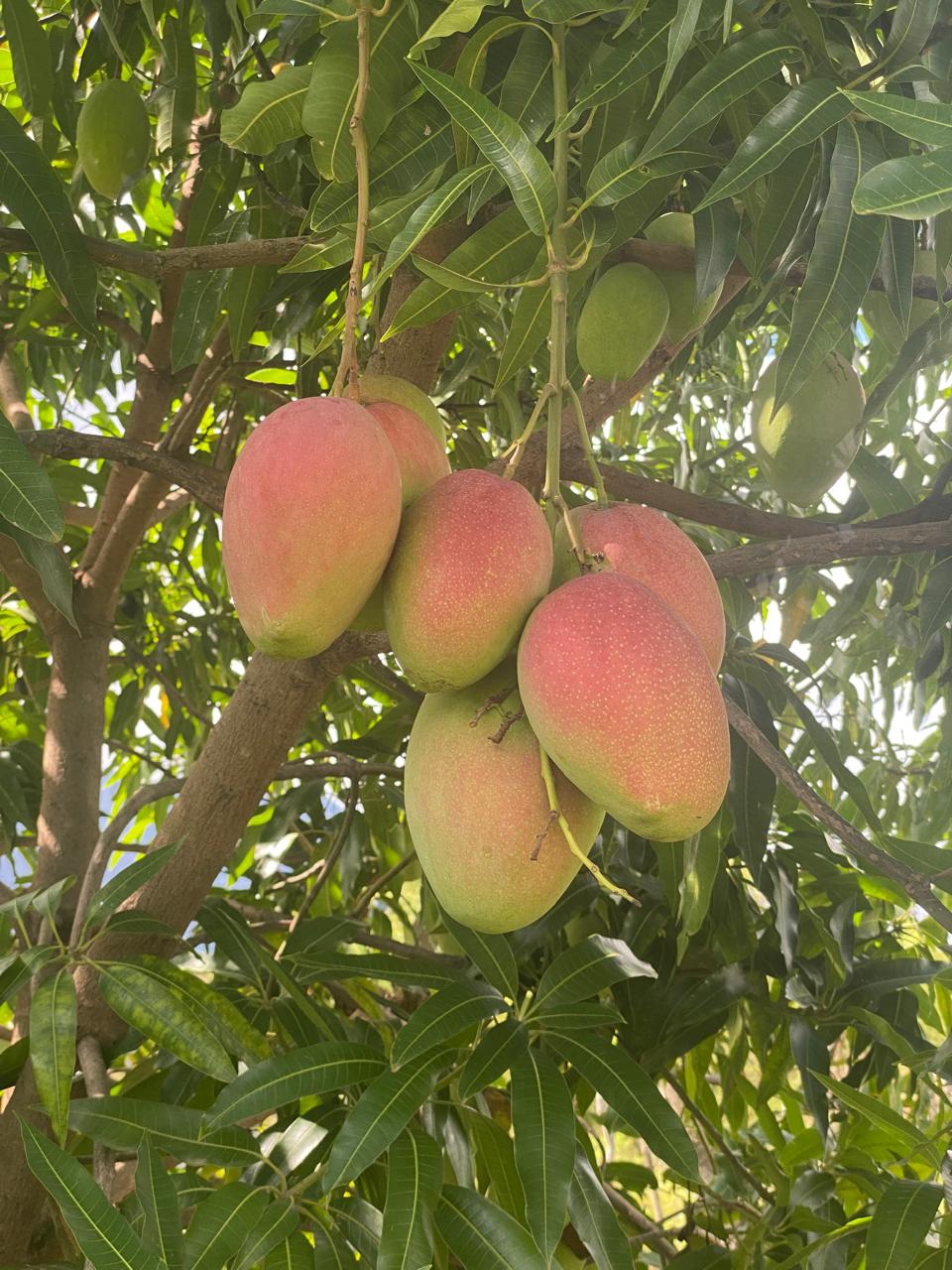 Fresh mangoes hanging on a tree