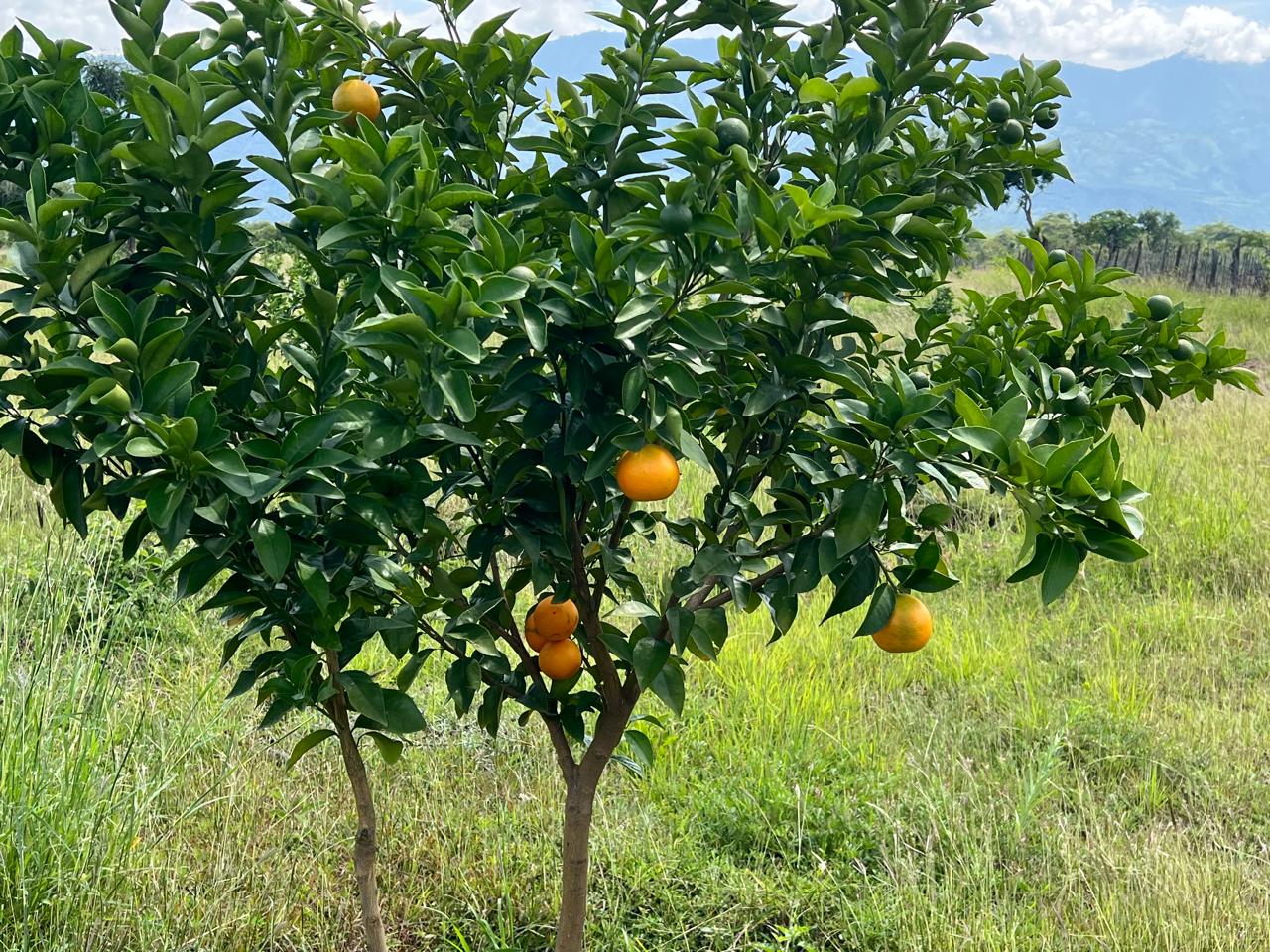 Orange tree growing in the field