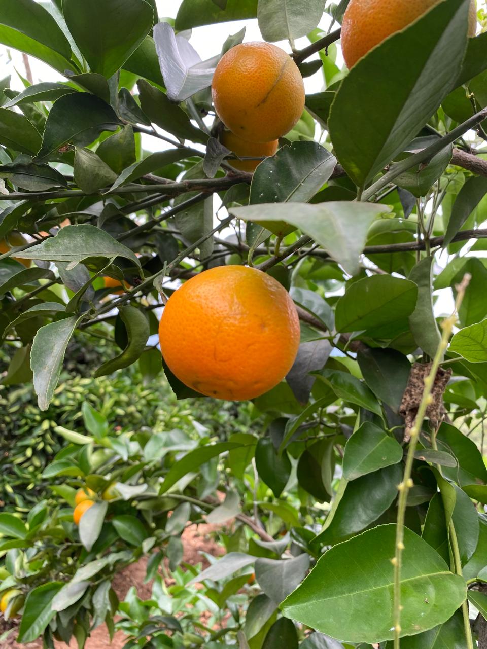 Close-up of ripe oranges on a tree