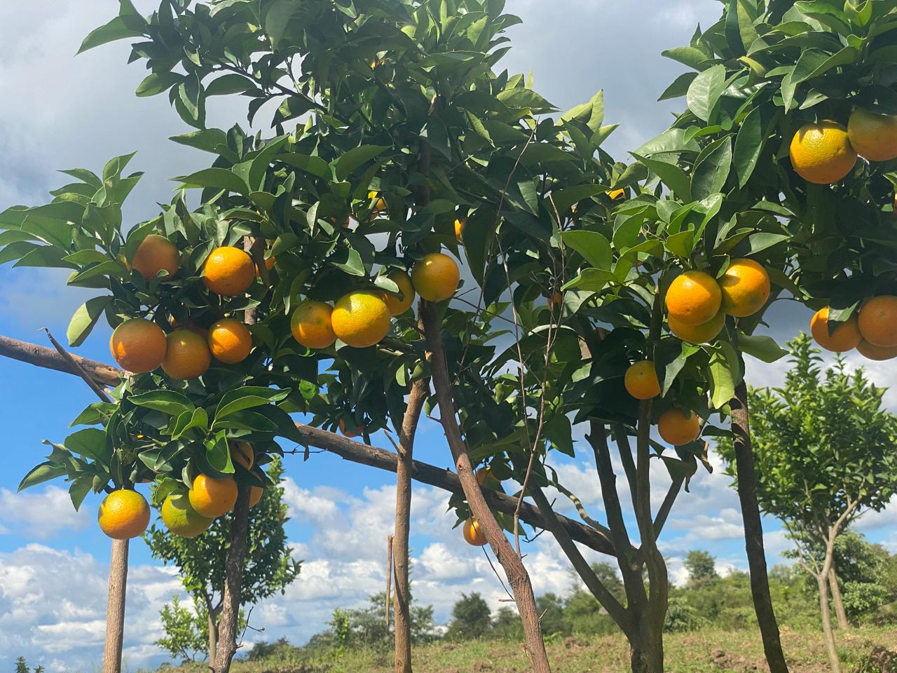 Clusters of ripe oranges hanging on a tree